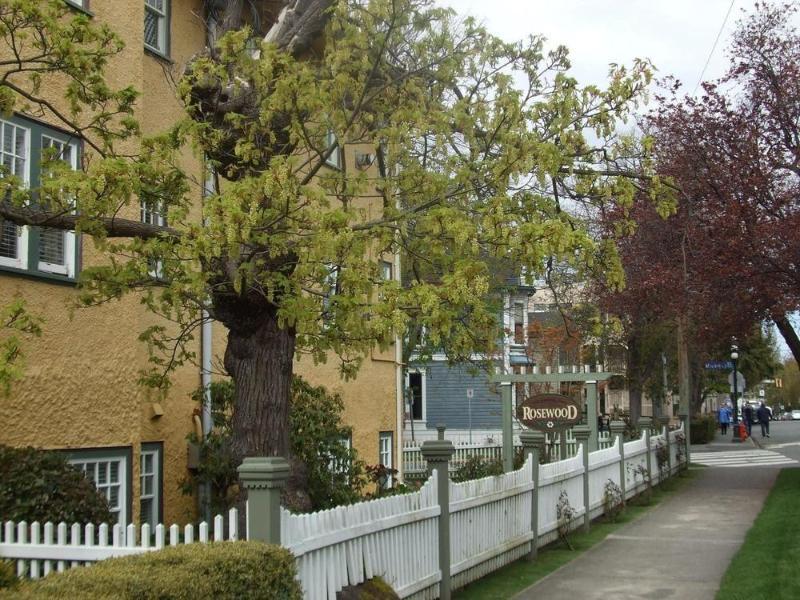 Rosewood Inn Victoria Ngoại thất bức ảnh